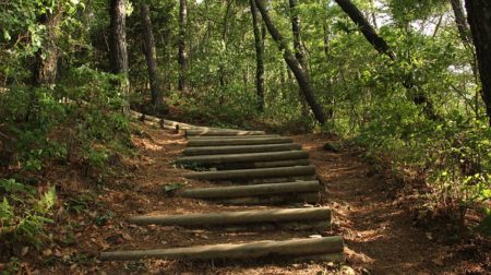 山道の枝